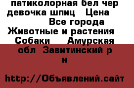 патиколорная бел/чер девочка шпиц › Цена ­ 15 000 - Все города Животные и растения » Собаки   . Амурская обл.,Завитинский р-н